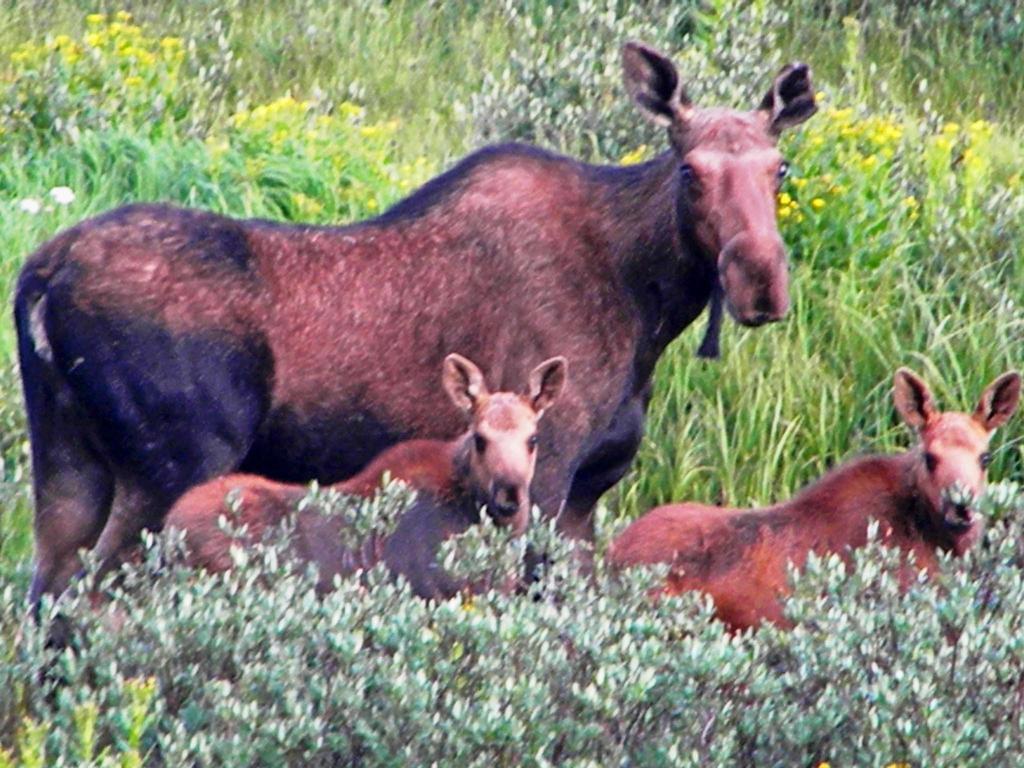 Medicine Bow Lodge Tenmile Екстериор снимка